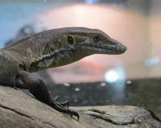 Mertens Water Monitor - Amazing Amazon